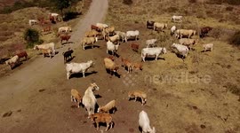 Cows feeding on the road. Part 2.