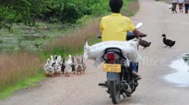 Ducks crossing the road