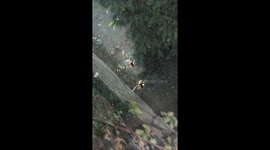 Spider with hornet in web