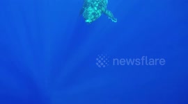 Humpback Whale Encounter