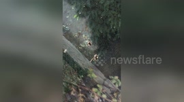 Newsflare Edit - Spider with hornet in web