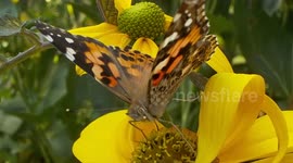 Britons urged to help count influx of painted ladies butterflies