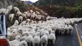 Rural Traffic Jam New Zealand Traffic Sheep Blocking roads