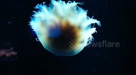 Jelly Fish Looks and Moves Just Like Fire