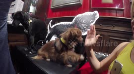 Just an adorable dog giving a high five