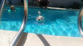 Training Little Dog to Climb Out of Swimming Pool