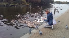 Tourist feeding Canada closes & swans with waffle at Serpentine  lake, London