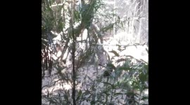 Spider monkey fights other monkey