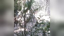 Newsflare Edit - Spider monkey fights other monkey