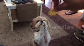 Cute dog begs for food