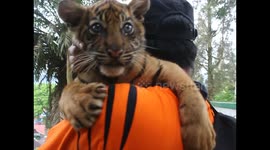 Moment of Carrying a Baby Sumatran Tiger