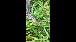 Slug close up