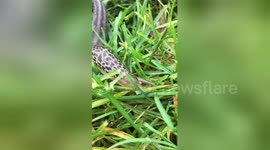 Newsflare Edit - Slug close up