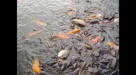 Taiwan. Taipei. National Palace Gardens. Feeding fishes and black swans. Dando de comer a los peces y cisnes negros. 2015
