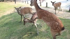 deer frenzy Nara Japan crazy animals competing for crackers