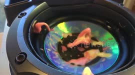 Crazy Oobleck dancing to music