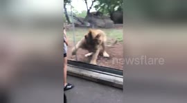 Lion tries to attack dog at zoo in Indianapolis