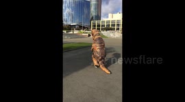 T-Rex in town. Having fun and skateboarding around.