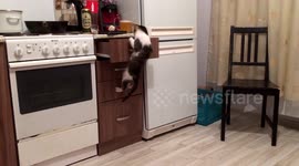 Cat climbs up kitchen counter to get food