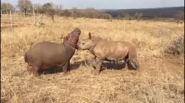 Orphaned baby rhino and baby hippo play together