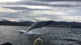 'Flying' humpback whale party crashes birthday party