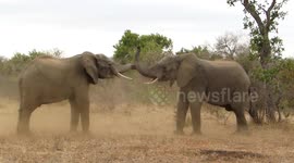 Two bull elephants lock horns during intense face-off over dominance