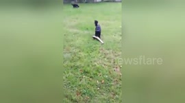 Newsflare Edit - Dog finds mannequin leg