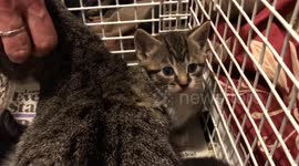 Rescued kittens (>4weeks old) and their mother delivered to foster home - London cat rescue