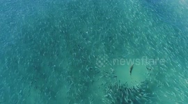 Massive bait school stalked by sharks, snook and pelicans