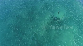 Newsflare Edit - Massive Bait School Stalked by Sharks, Snook & Pelicans