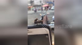 Two flies mate on woman's phone