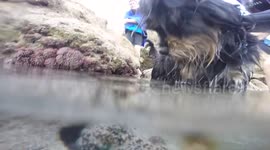 Octopus grabs dog in Porto Santo