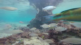 Porto Santo Snorkeling-Foreplay before and after mating-Octopusses