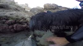 Porto Santo Snorkeling-My dog tries to protect me from an octopus!
