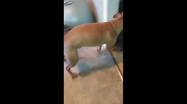 Pitbull Dog Welcomes Home Canadian Soldier
