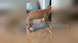 Newsflare Edit - Pitbull Dog Welcomes Home Canadian Soldier