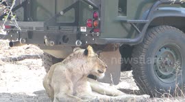 Lioness finds shade right behind safari vehicle full of tourists