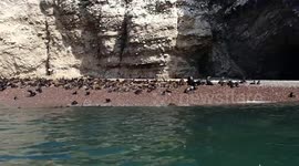 Paracas Islands sea lion cubs beach