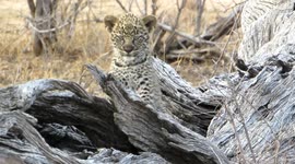 This 10 Week old Cute Leopard Cub in the wild stole everyones hearts