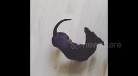 Dachshund puppy chasing its own tail