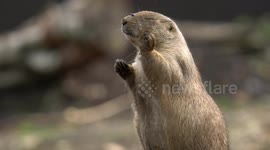 Prairie dog tries and fails to catch fly