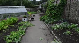 Green-fingered thieves steal thousands of vegetables