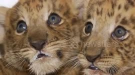 Two liger cubs born in Chinese zoo