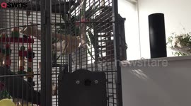 Parrot orders online via Amazon's Alexa
