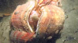 Hermit Crab is relocating in a new house