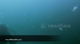 Fresh water jelly fish by thousand around you and they do not sting