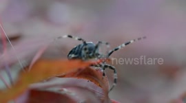 Garden Spider repairing web