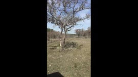 Axis Deer Rescue