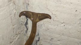 Strange-Headed Worm coming out after a long day of rain- Full HD