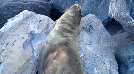 Lazy sealion Galapagos Islands